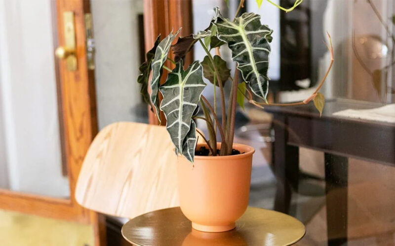 Ceramic vs Terracotta Choosing the Right Material